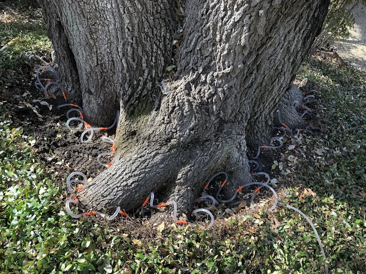 Detailed Tree Cabling and Bracing job site in Naytahwaush