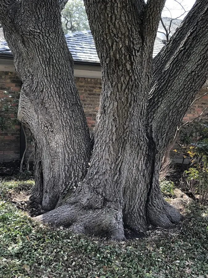 Mature heritage tree close to a Naytahwaush property cared for by certified arborists